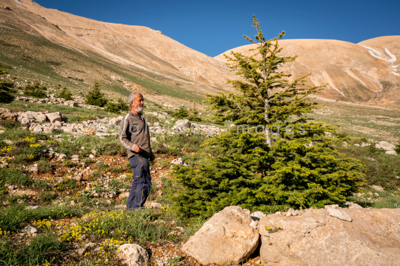 Al Arz;Kaleidos;Kaleidos images;Lebanon;Middle East;Near East;Tarek Charara;Youssef Tawk;Cedars;Cedars of Lebanon;Cedrus libani